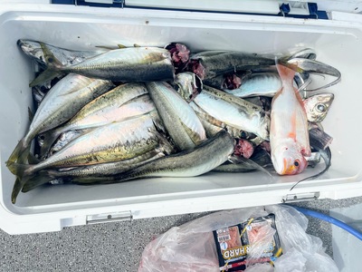 釣果報告と急募！