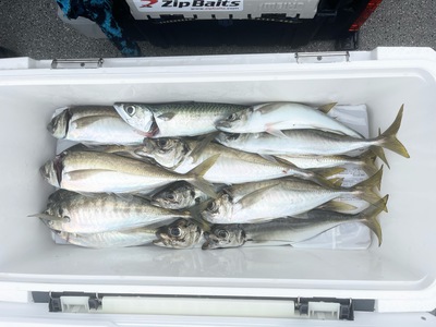 アジ太刀魚！