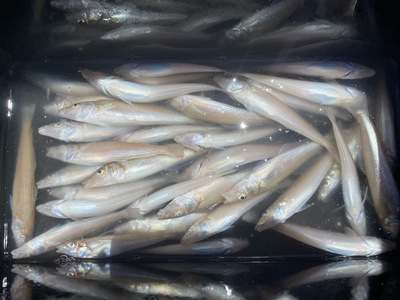 キス釣り研修