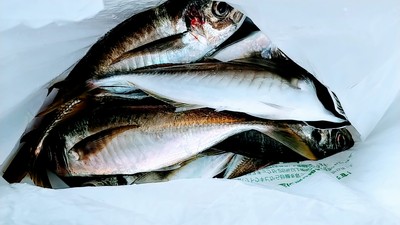 アジ&太刀魚