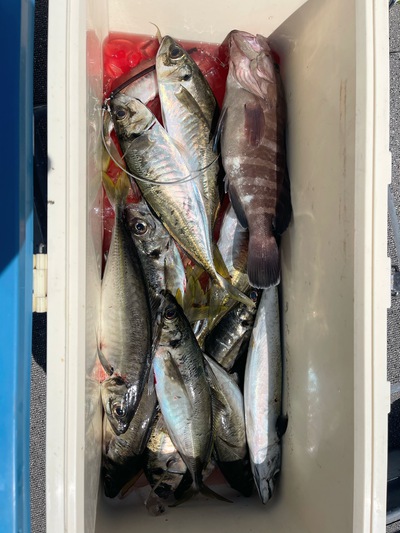5/4   アジ釣り