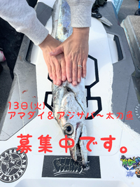 今週の募集状況です。 2024/02/11 12:18:50
