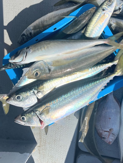 美味い魚！