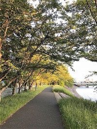 茄子川堤防の緑のトンネル
