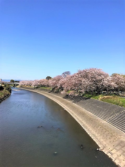 　船越橋～茄子橋　の**桜並木**　