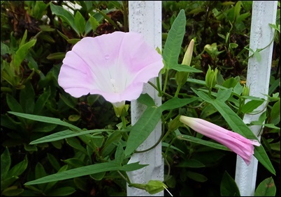 季節の花 ヒルガオ L つれづれじじい