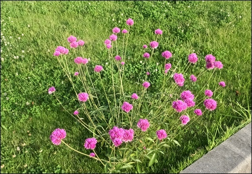千日紅・ファイヤーワークス