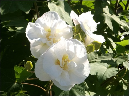 今日の酔芙蓉