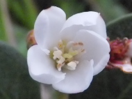 花と実がいっしょに