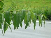 梅雨入りか？