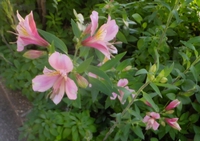 季節の花　ヘメロカリス