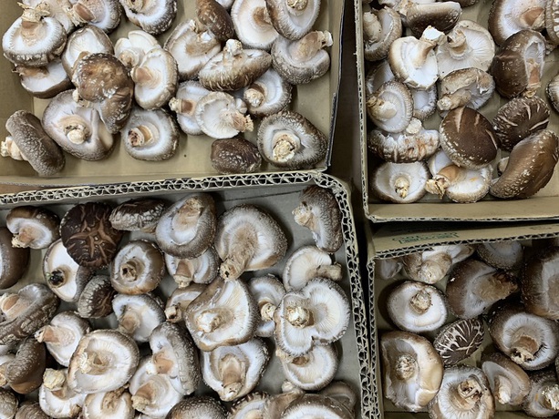 原木椎茸や青紫蘇