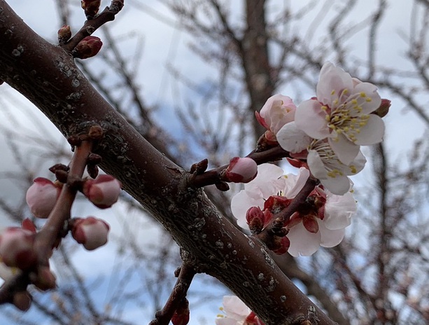 梅の花がヤットコサ開花