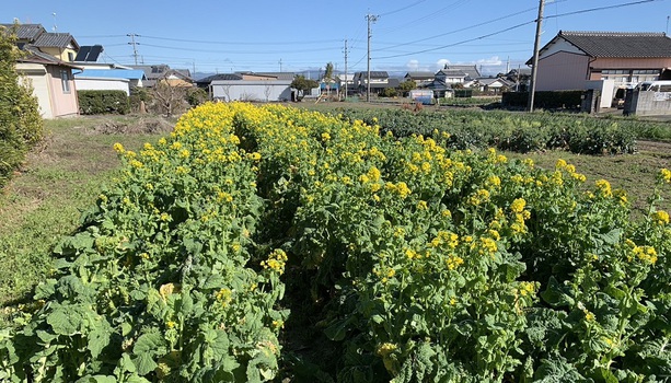 菜花が満開に・・・