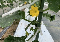輝楽食菜市の状況