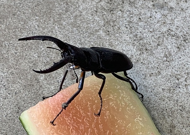 クワガタ虫がくる