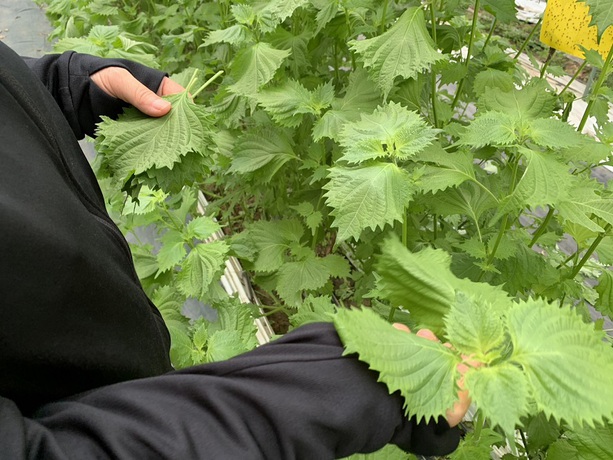青紫蘇収穫出荷