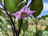 茄子やおくら等の花