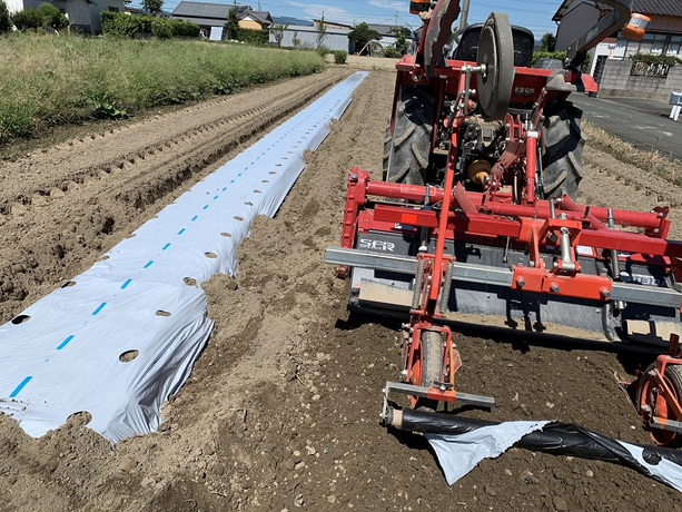 ブロッコリーの植付準備