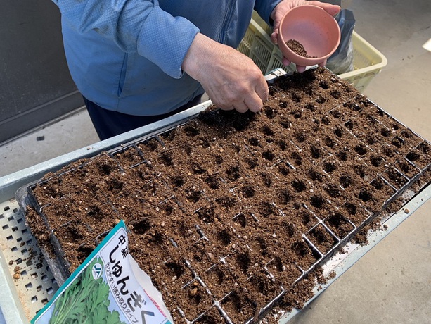 ブロッコリー定植と春菊白菜播種