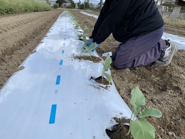 ブロッコリー定植と春菊白菜播種