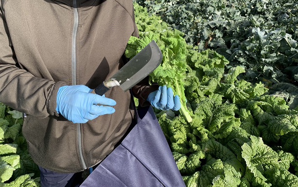 新玉ねぎと茗花登場