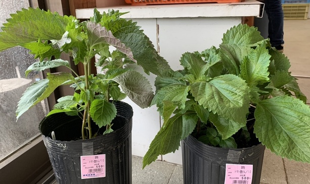 青紫蘇の鉢植えデビュー きらくないち 輝楽食菜市