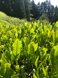 今年もお茶摘み 2018/05/07 10:17:05