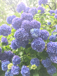 紫陽花♪