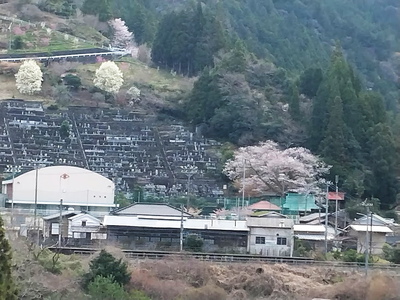 春日神社の大桜