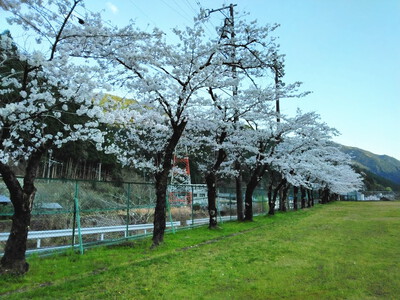 グラウンドの桜