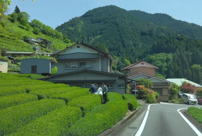 お茶摘み