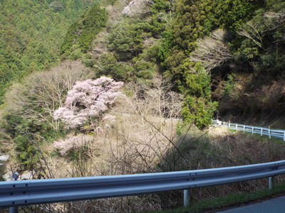 青崩トンネル廃土置き場の桜