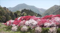 月川温泉園原花桃の里