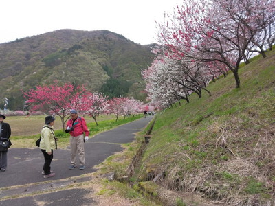 花桃の里