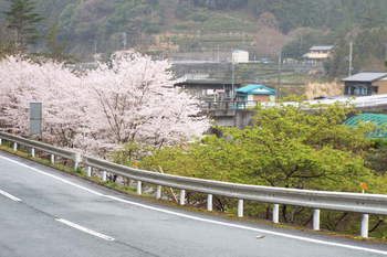春日神社の大桜
