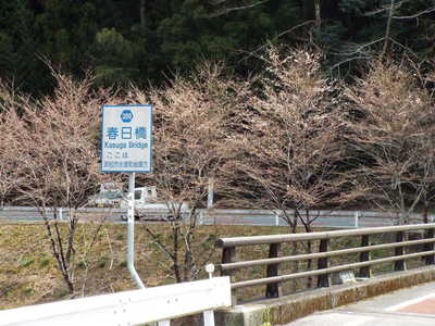 春日神社の大桜