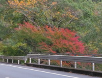 紅葉 2023/11/08 03:44:12