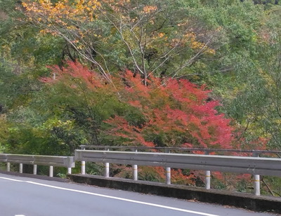 紅葉