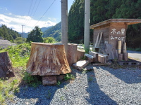 大きな根株 2023/09/28 22:00:37