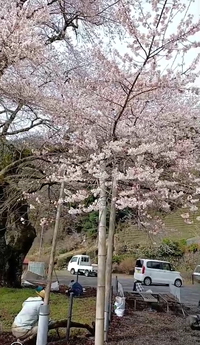 大野学校の大桜開花 2023/03/27 21:22:48