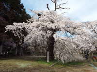瑠璃寺 2023/04/02 15:20:00