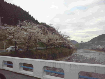 水窪の桜