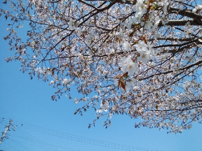 AOI横の桜