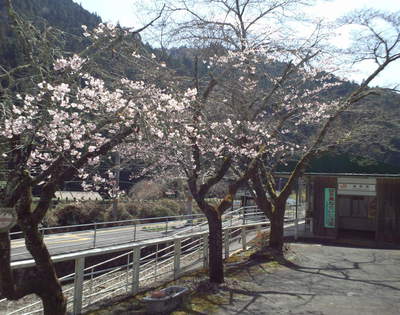 城西駅前の桜