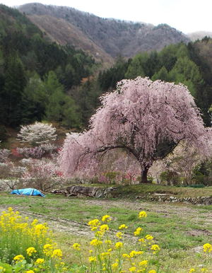 園原花桃の里&天竜峡の八重桜