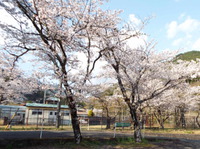 水窪栃の木遊園 2023/04/02 07:25:00