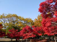 見事な紅葉に感動！美薗中央公園の木々が赤、黄色、オレンジ、、、きれいに色付いていました！