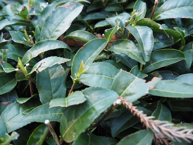 新緑が輝く季節が近づいてきた。茶葉の新芽の美しさといったら！