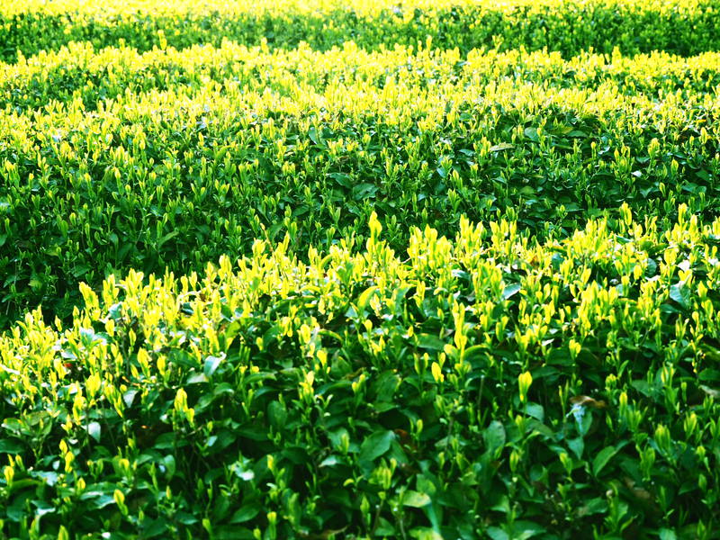 新緑が輝く季節が近づいてきた。茶葉の新芽の美しさといったら！